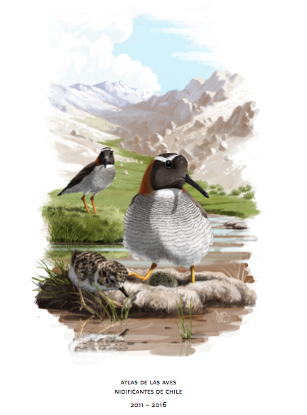 Atlas de las aves nidificantes de Chile